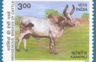 (English) Indian Cow Stamps