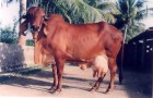Indian Cow Documentary very valuable information
