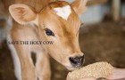 (English) KAMADUGHA (Protecting Cows)