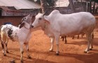 ಪುಣ್ಯಕೋಟಿಯ ಹಾಡುಗಳು