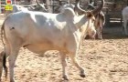 (English) Why Indian Cow called the Mother of Human Being?