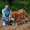 World smallest cow – Vechur Breed